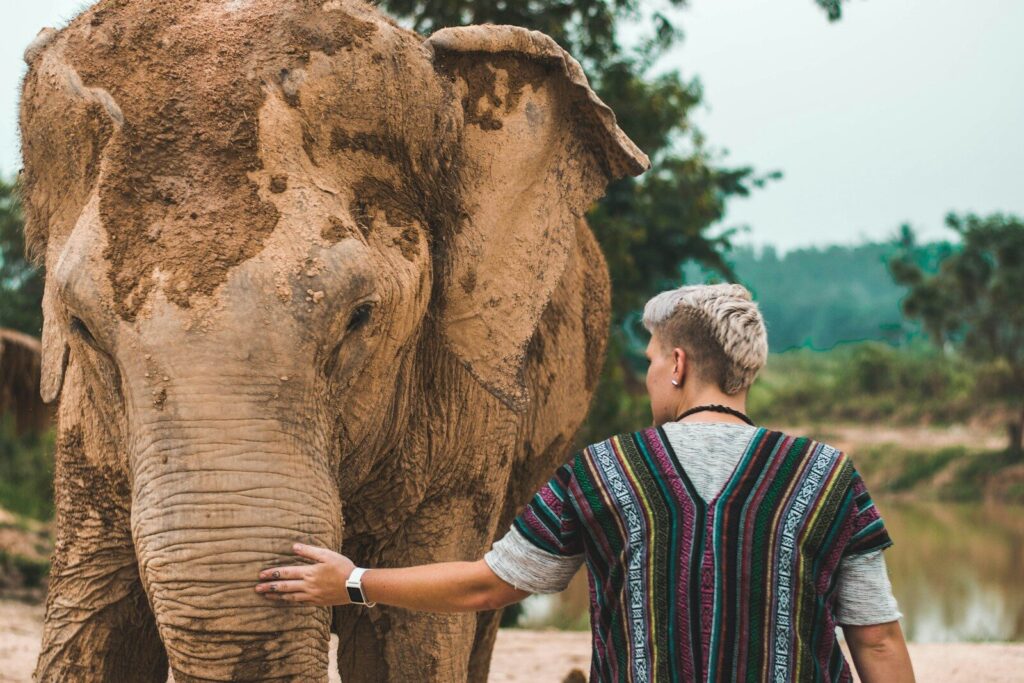 Mand røer elefant som er dækket til i mudder